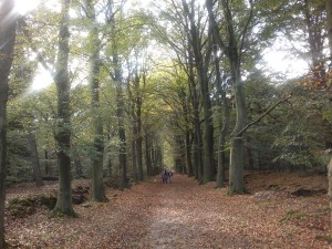 Wandelen door Rijsterbos